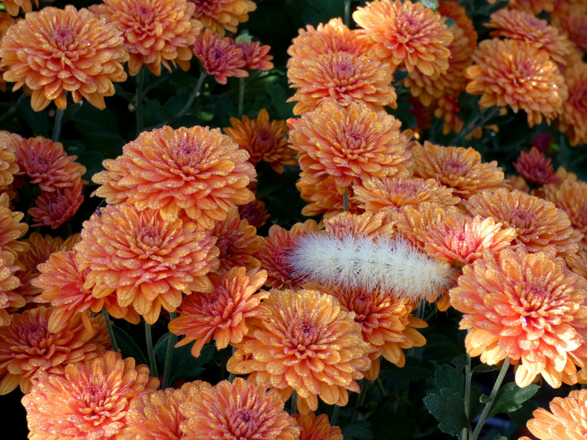 Оранжевые хризантемы - фото