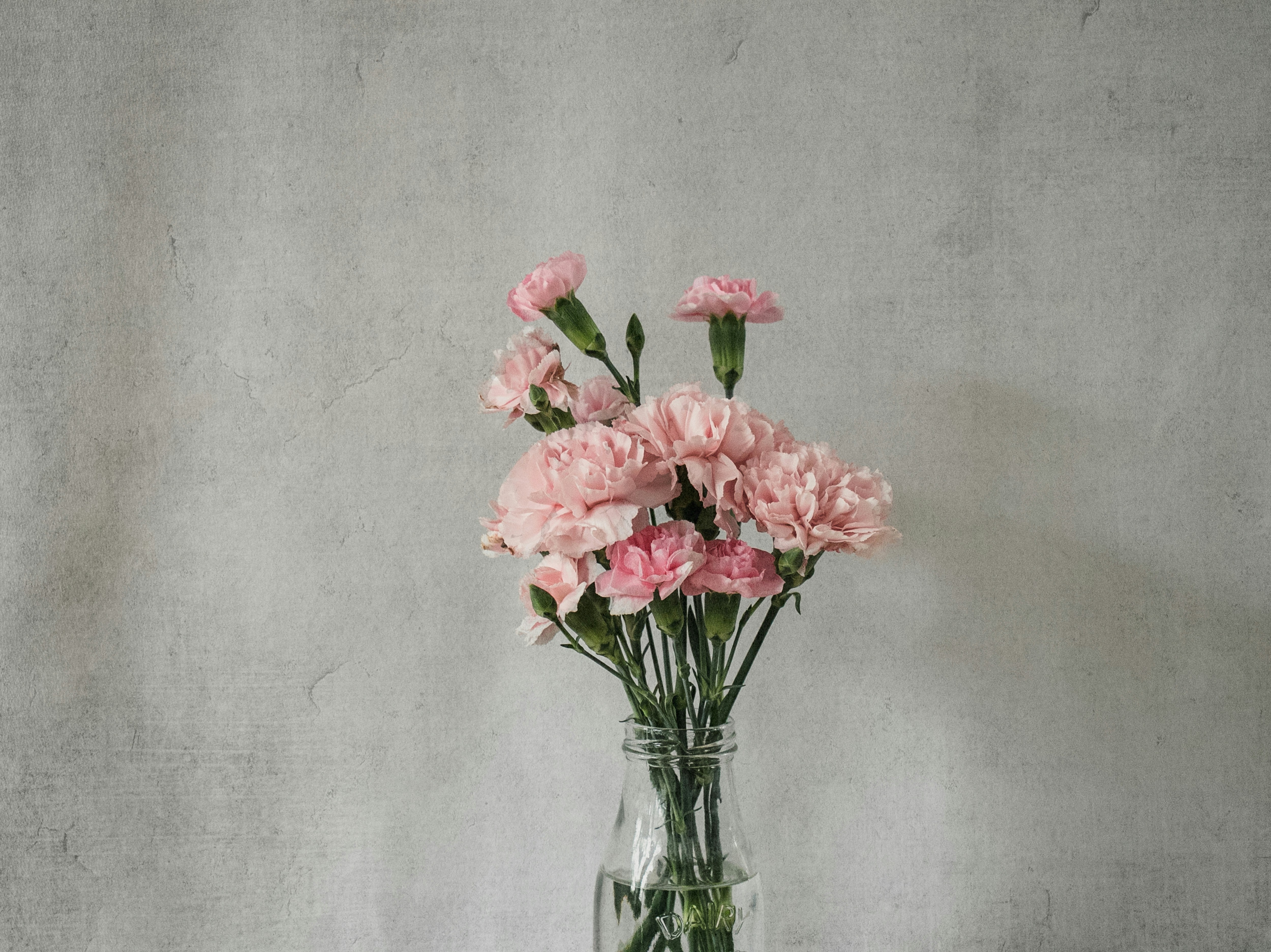 Розовая гвоздика - фото