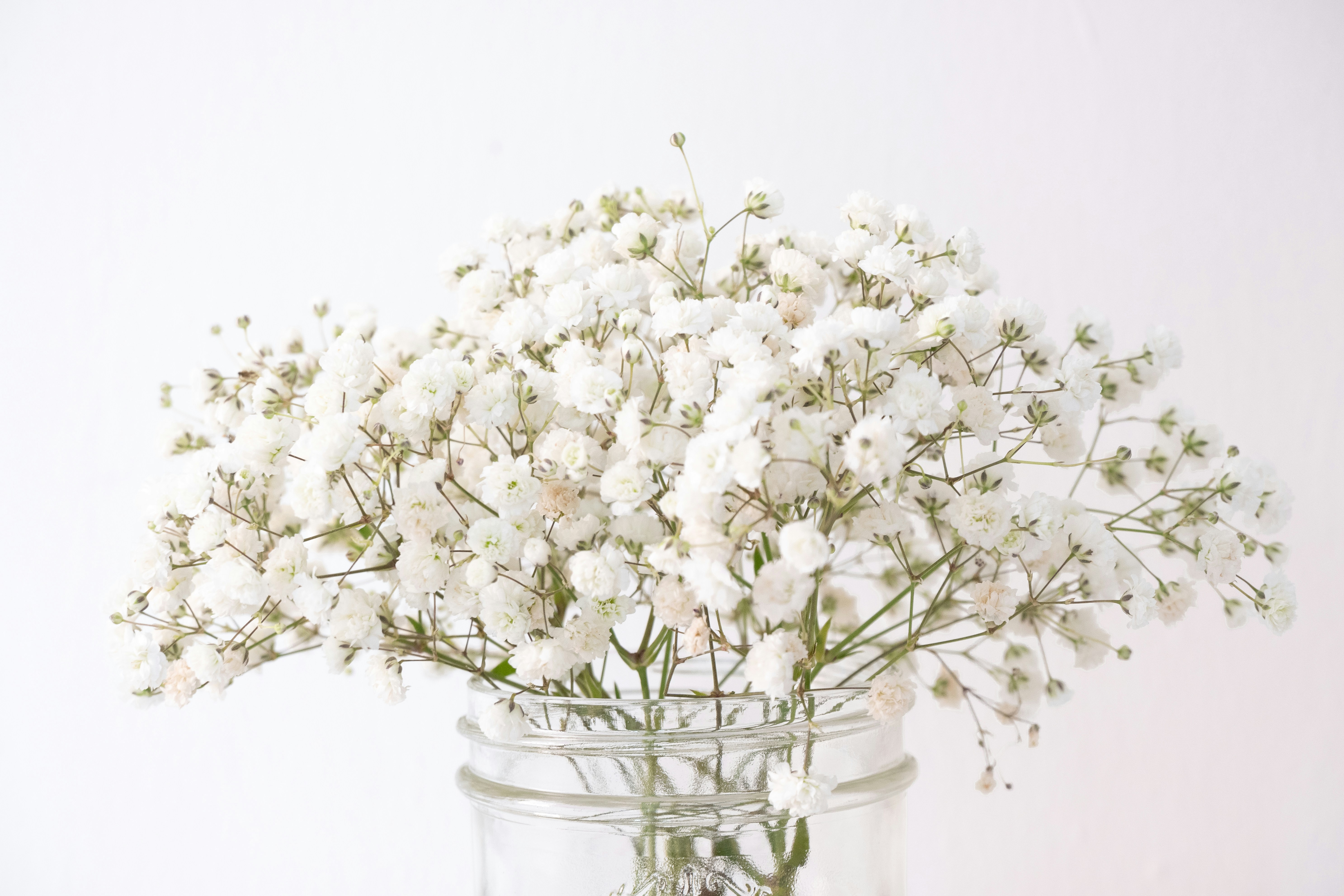 Гипсофила цветок - фото