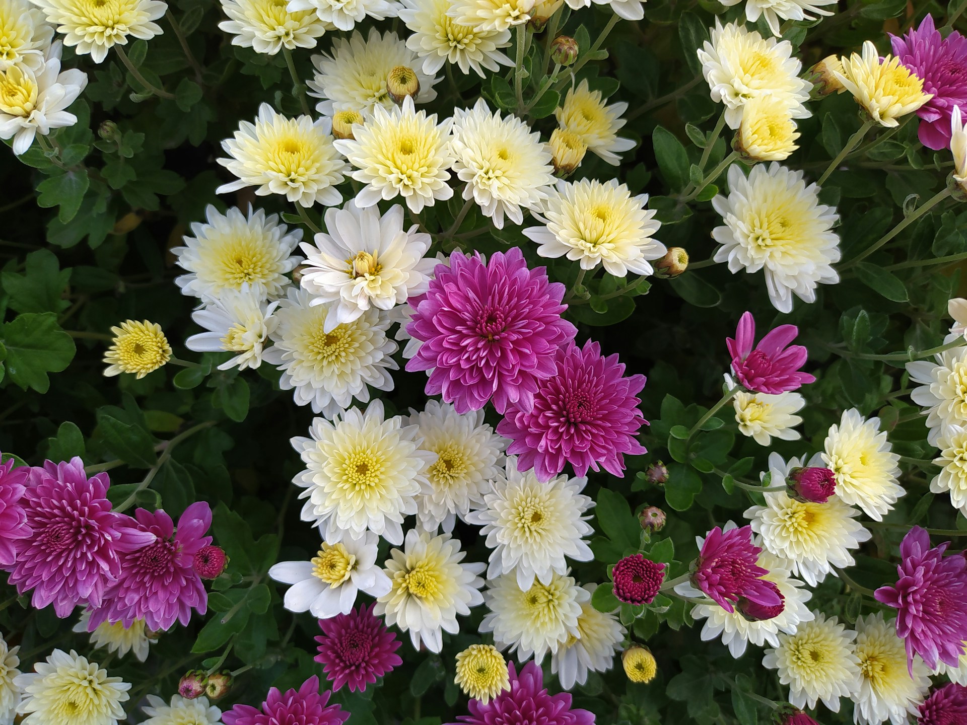 Белые и лиловые хризантемы - фото