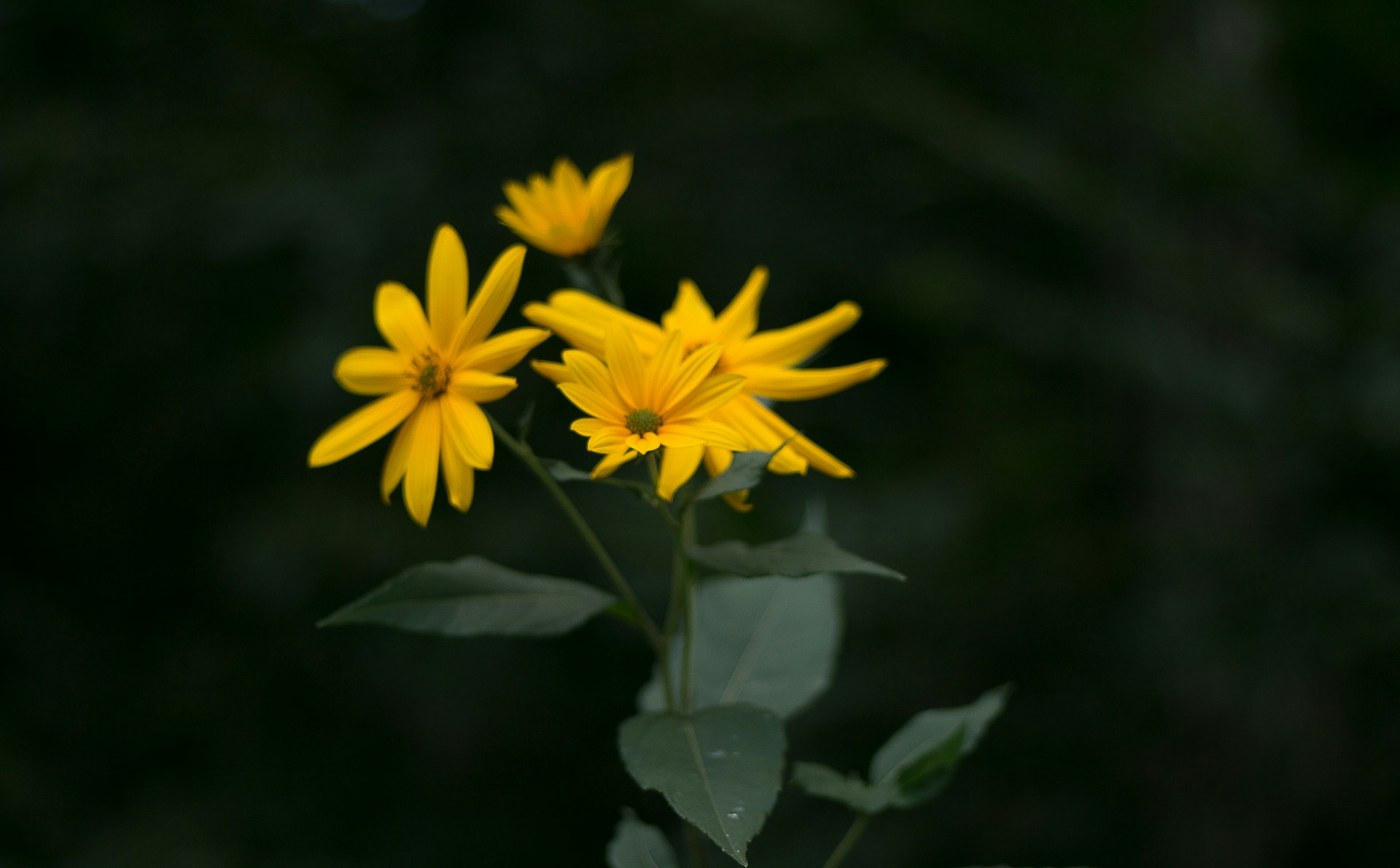 Топинамбур - фото