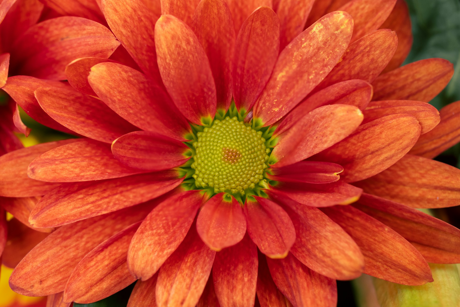 Оранжевая хризантема - фото