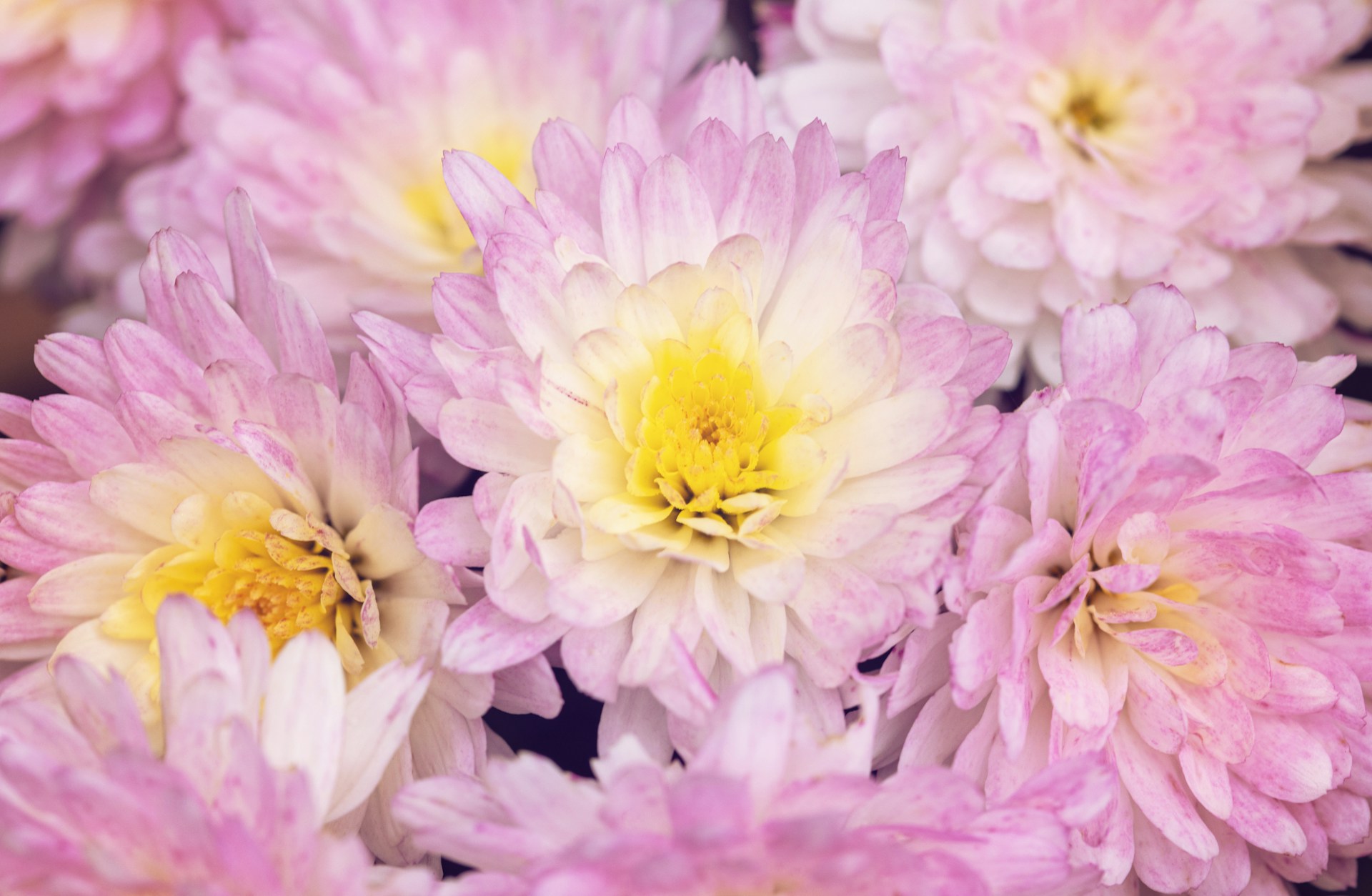 Розоватые хризантемы - фото