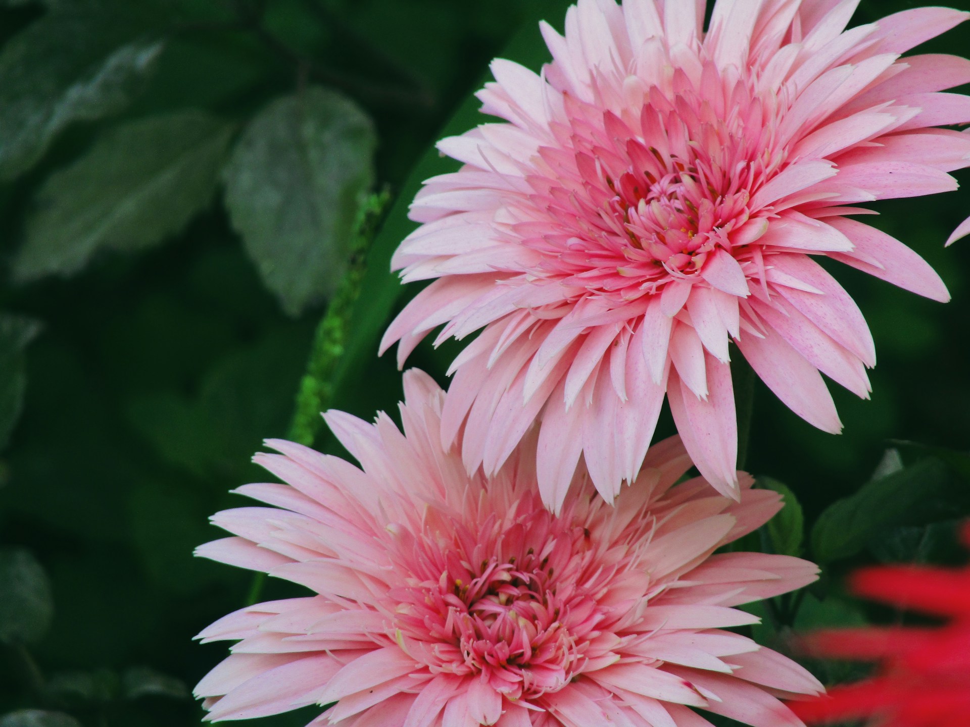 Хризантема кустовая - фото