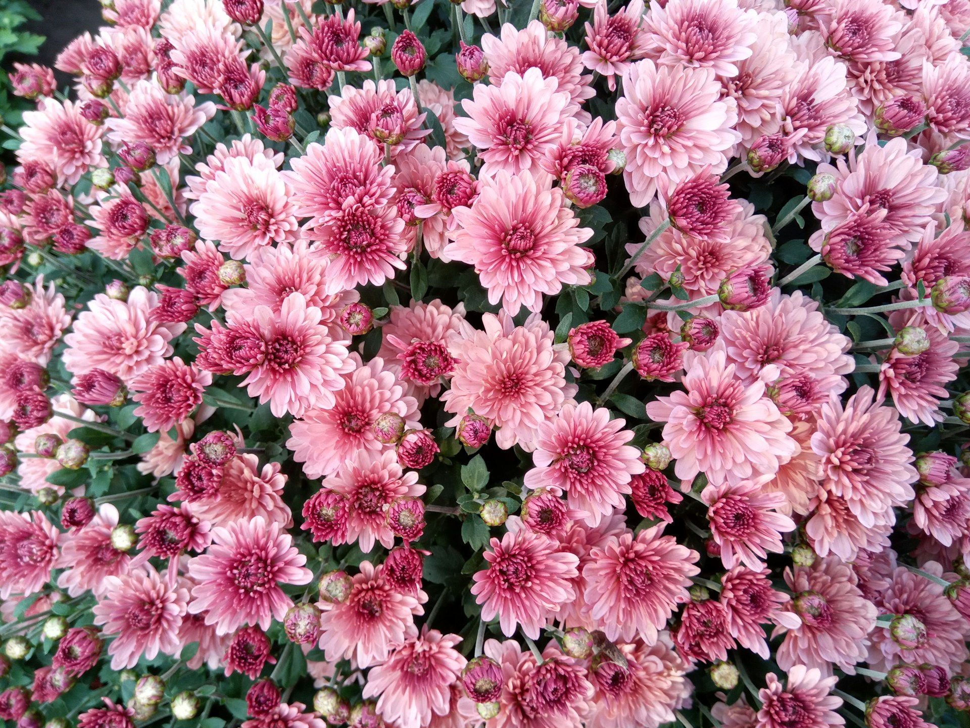 Розовые кустовые хризантемы - фото