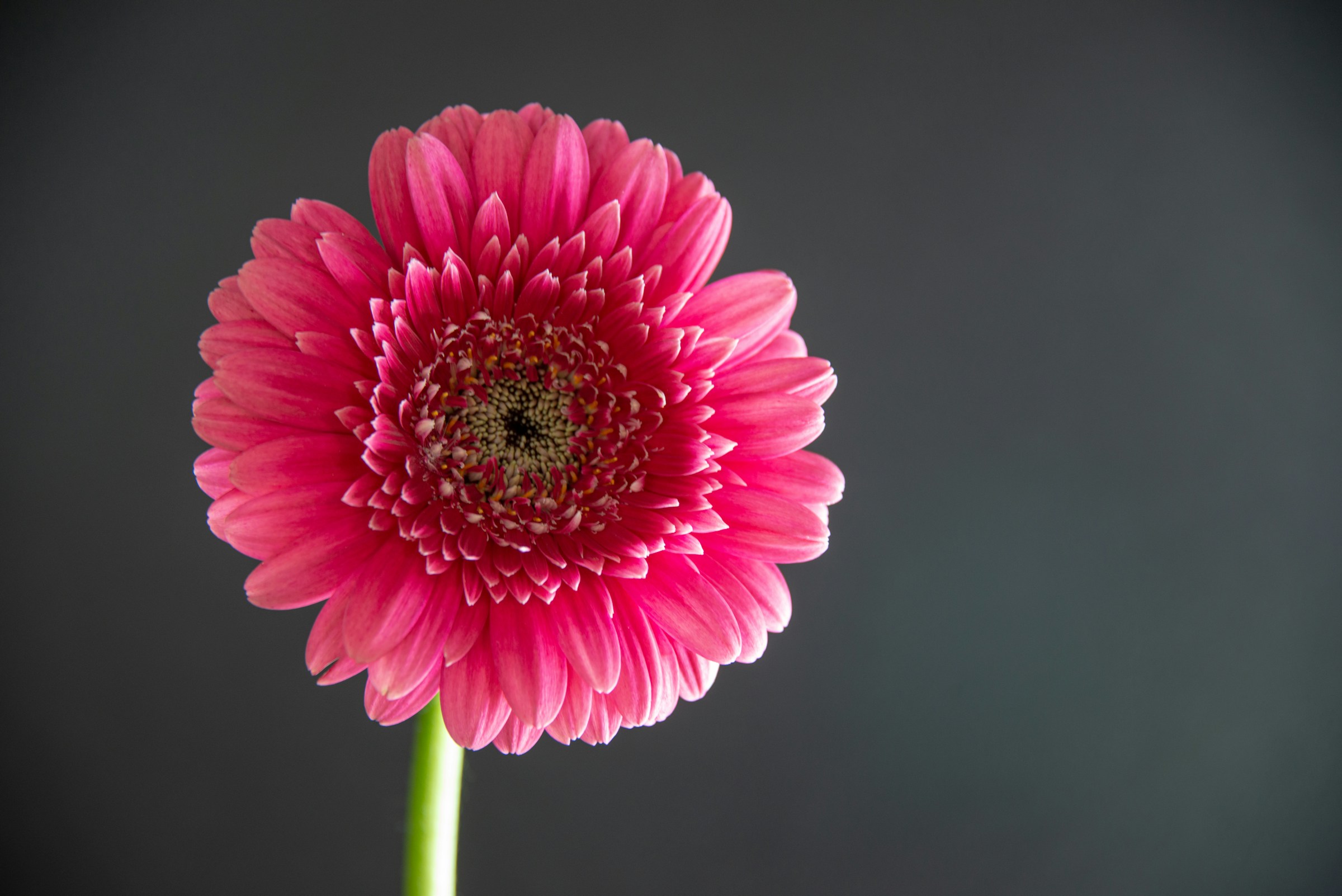 Розовая гербера - фото