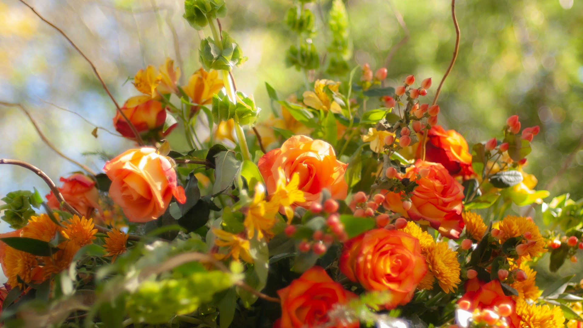 Оранжевые розы - фото