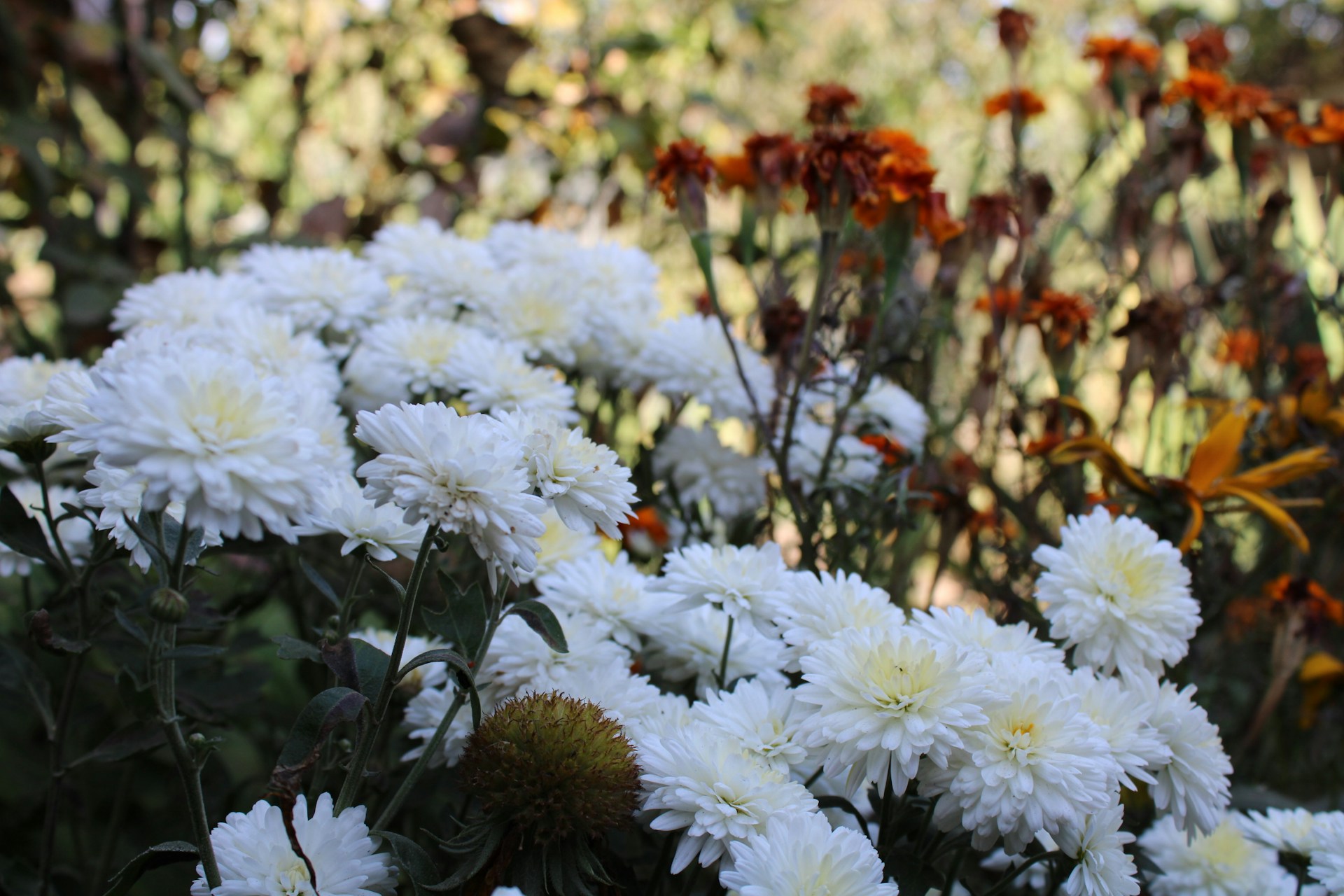 Кусты хризантем - фото
