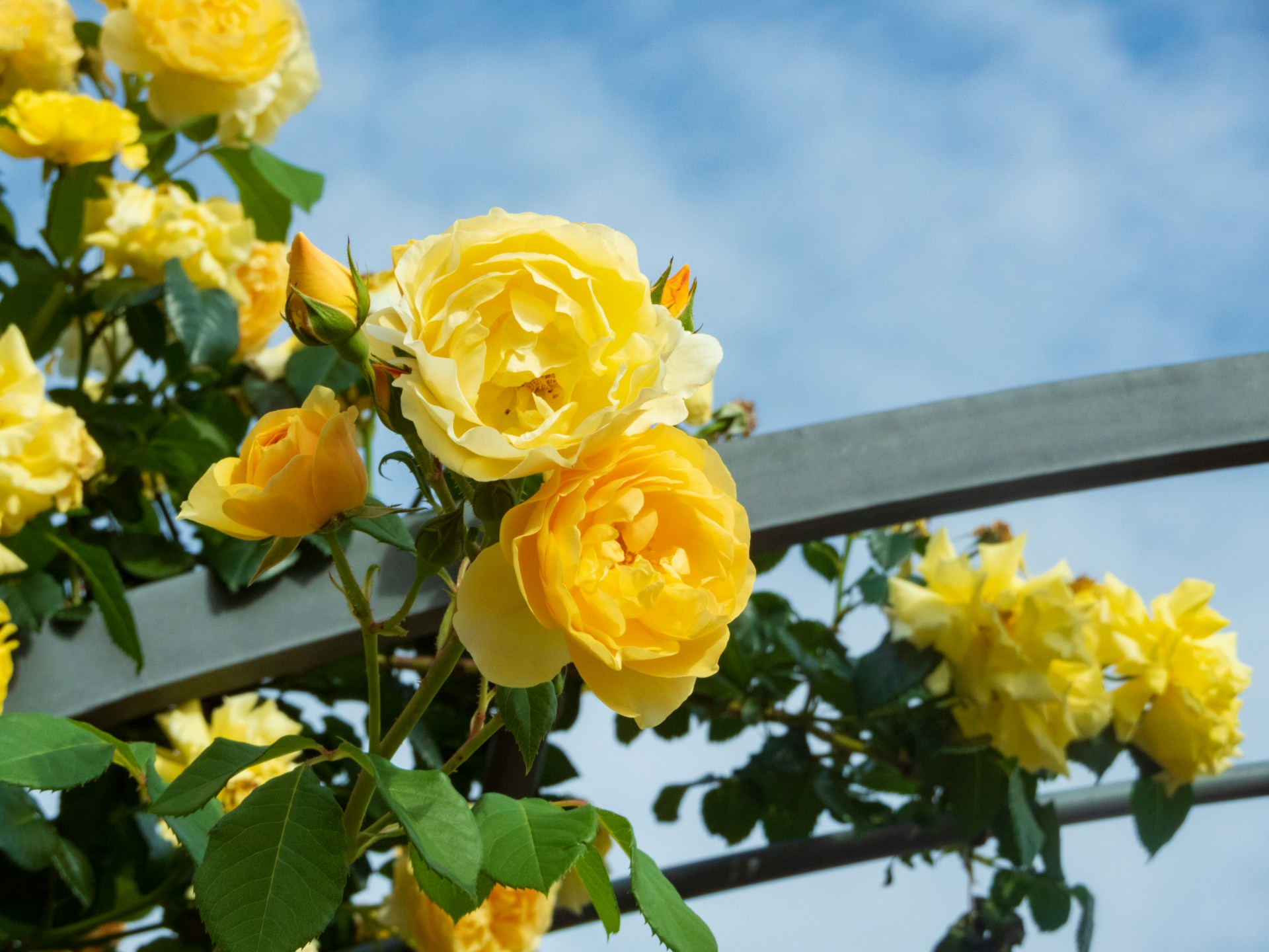 Желтые розы - фото