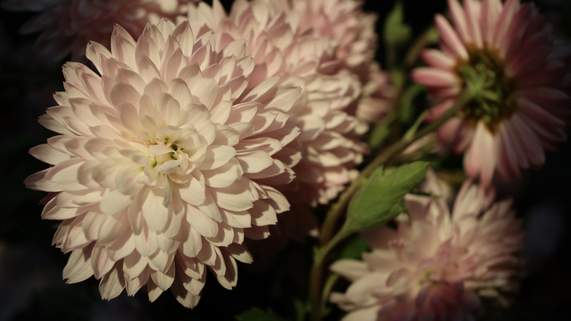 Хризантемы цветы - фото