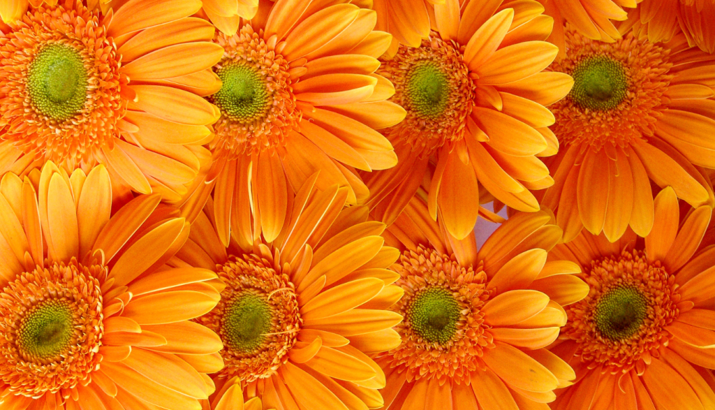 4 (576 x 330 пикс.)_20250610_142526_0000.png 4 (576 x 330 пикс.)_20250610_142526_0000.png