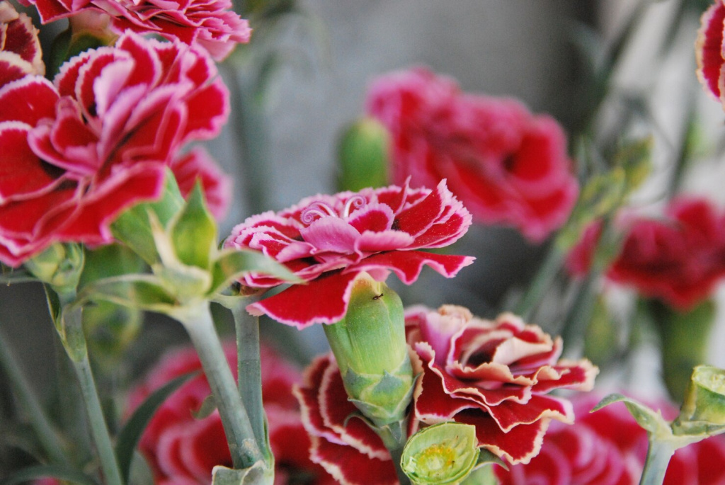 closeup-shot-beautiful-pink-carnation-flower-outdoors-daylight_181624-33808.jpg closeup-shot-beautiful-pink-carnation-flower-outdoors-daylight_181624-33808.jpg