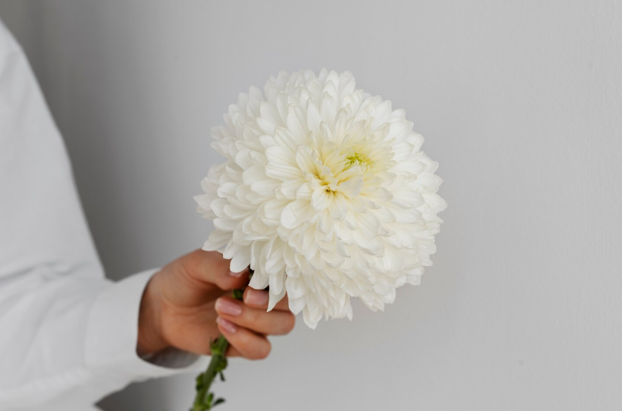 image (30).png изображение хризантемы