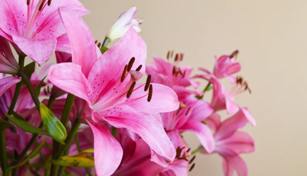 4 (576 x 330 пикс.)_20250611_122625_0000.png 4 (576 x 330 пикс.)_20250611_122625_0000.png