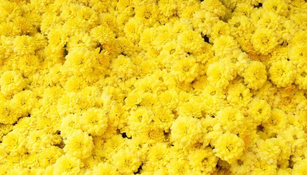 4 (576 x 330 пикс.)_20250610_121050_0000.png 4 (576 x 330 пикс.)_20250610_121050_0000.png