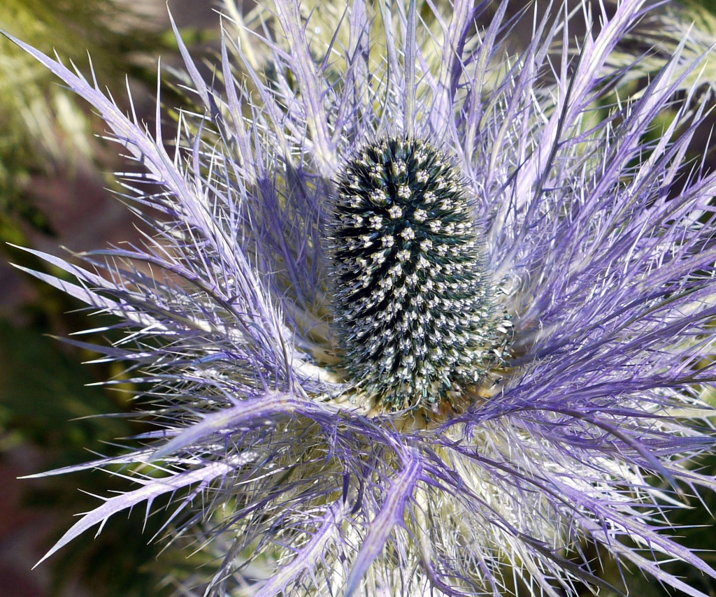 Эрингиум.jpg Эрингиум.jpg